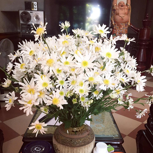 Cách trang trí nhà đẹp tinh khôi với cúc họa mi