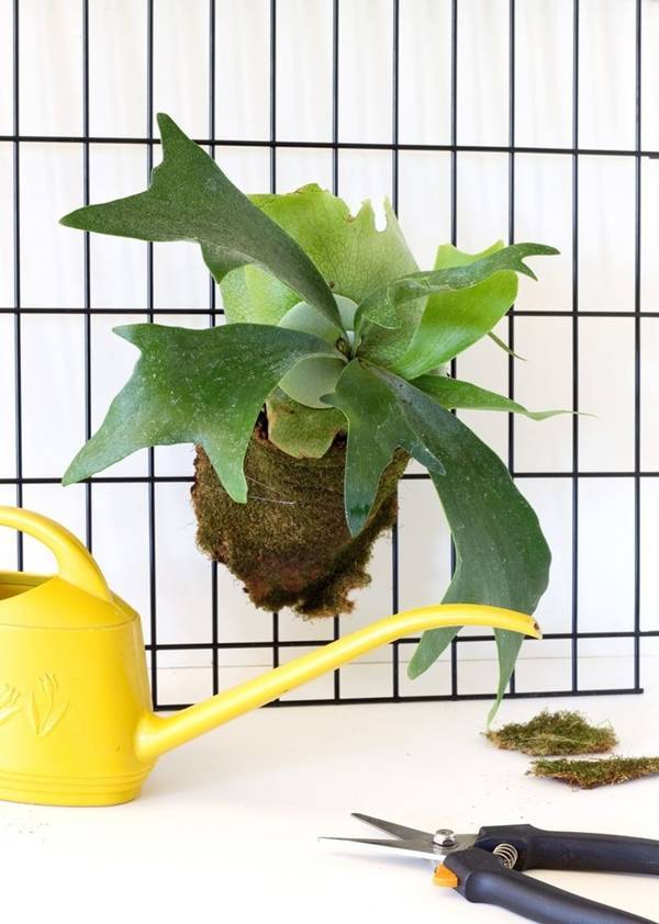 9 loại cây trồng lý tưởng dành cho những ngôi nhà nhỏ