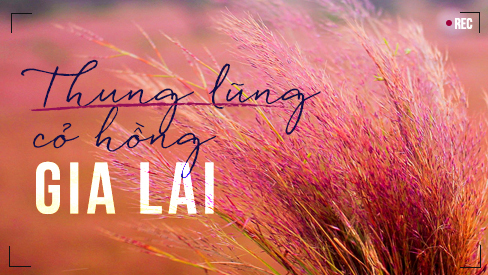Khám phá thung lũng cỏ hồng mộng mơ hút hồn giới trẻ