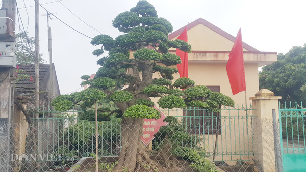 Cụ duối 'tình phụ tử' 120 tuổi: Đại gia xin đổi ô tô 1,2 tỷ đồng