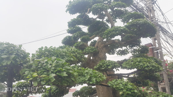 Duối kiểng cổ thụ 'tình phụ tử' hơn 120 tuổi giá tiền tỷ ở Ninh Bình