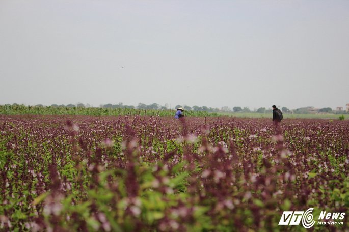 Sự thật cánh đồng bạt ngàn hoa oải hương gây sốt ở Hà Nội