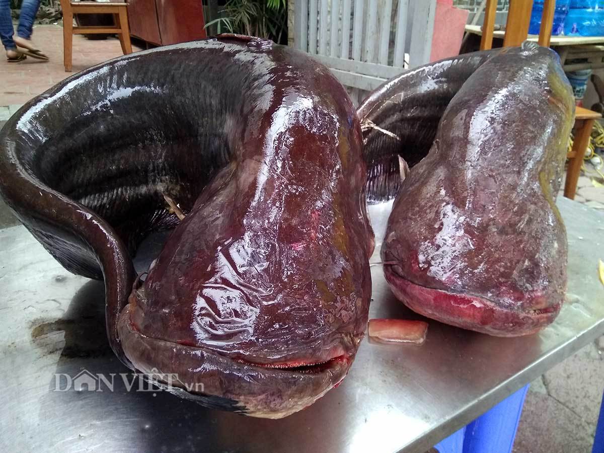 Cận cảnh cặp cá leo 'khủng' nặng hơn 1 tạ xuất hiện ở Thủ đô