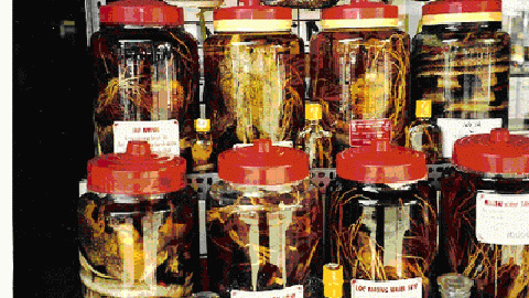 Rượu thuốc bổ dương cường tinh