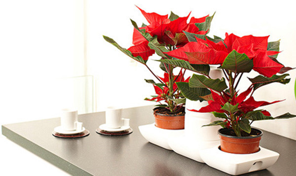 10 loại hoa dễ trồng, bạn nên thử ngay để đón Tết