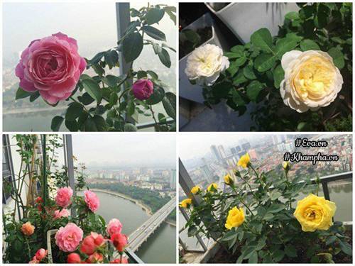 Ban công vỏn vẹn 3m² có trăm gốc hồng đua nở sáng rực chung cư của mẹ Hà Thành