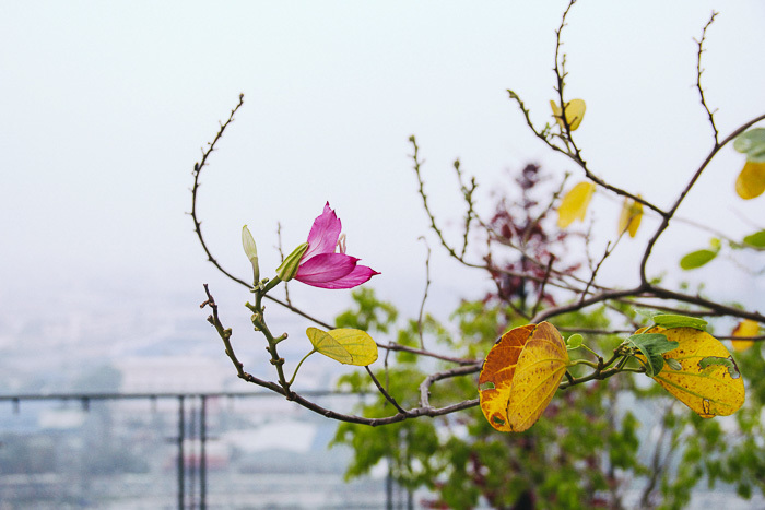 Sài Gòn se lạnh, chìm trong mờ sương mù