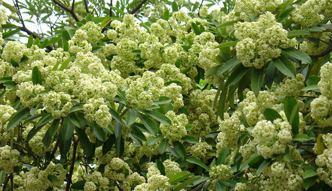 Người dân Hà Nội khổ vì hoa sữa