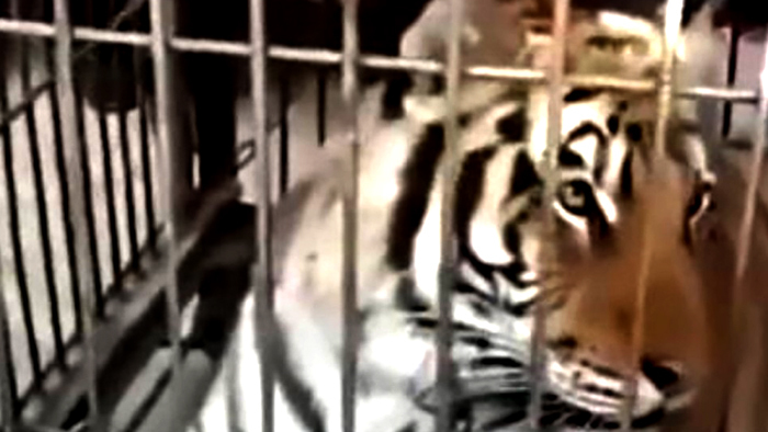 Hổ sổng chuồng gánh xiếc tấn công khán giả gây hoảng loạn