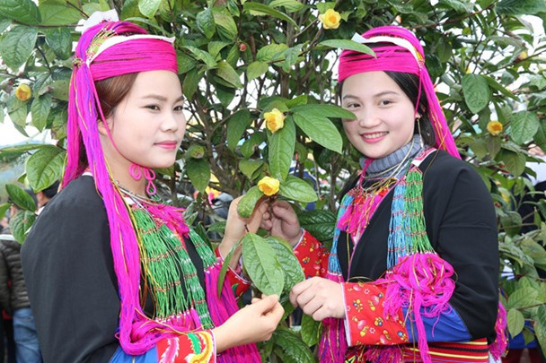 Rực rỡ lễ hội Trà hoa vàng Ba Chẽ, Quảng Ninh