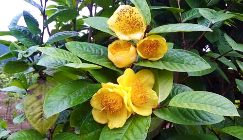 Trà hoa vàng - ‘Mỏ vàng’ dược liệu đất Quảng Ninh