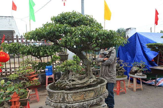 'Kỳ hoa dị thảo' dồn dập đổ về Hà Nội, dân chơi cây cảnh phát sốt