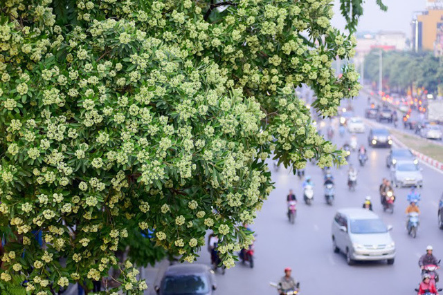 'Hoa sữa đang là mùi dễ chịu nhất Hà Nội hiện nay'