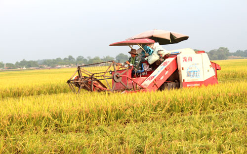 Dịch vụ HTX: Đông 'đầu vào', vắng 'đầu ra'