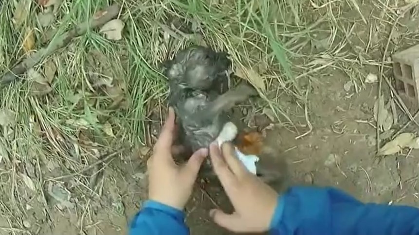 Lay động cảnh chàng trai ra sức cứu sống chó con đuối nước