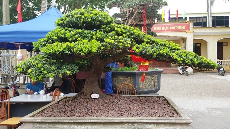 Siêu cây kim cương tiền tỷ trên nham thạch núi lửa