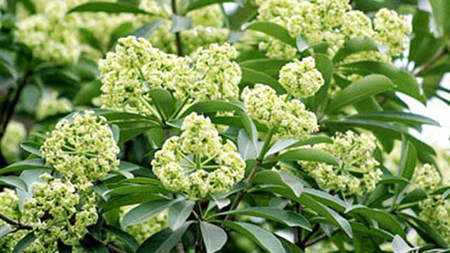 Ngửi mùi hoa sữa ảnh hưởng đến sức khỏe như thế nào?