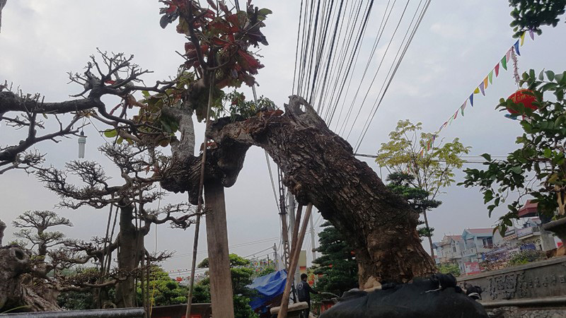 Ngắm cây bàng 'dị nhất vịnh Bắc bộ'