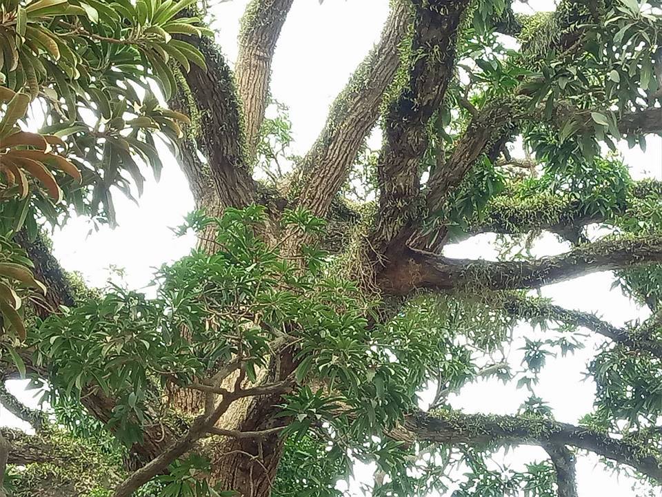 Ngỡ ngàng vẻ đẹp cổ kính, bề thế của 'cụ' trôi trên 500 năm tuổi