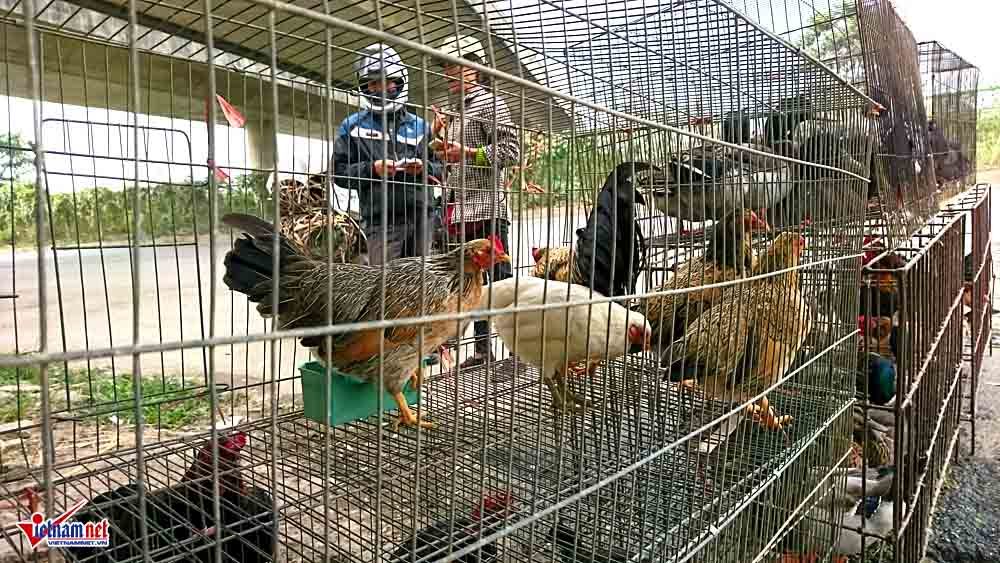 cho gia cam chui giua ha noi