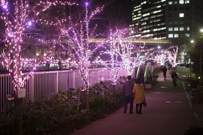 Bí mật phố hoa anh đào mùa đông tại Nhật Bản