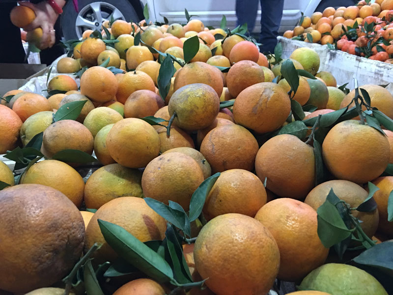 Đua nhau trồng, cam Cao Phong mất giá mạnh