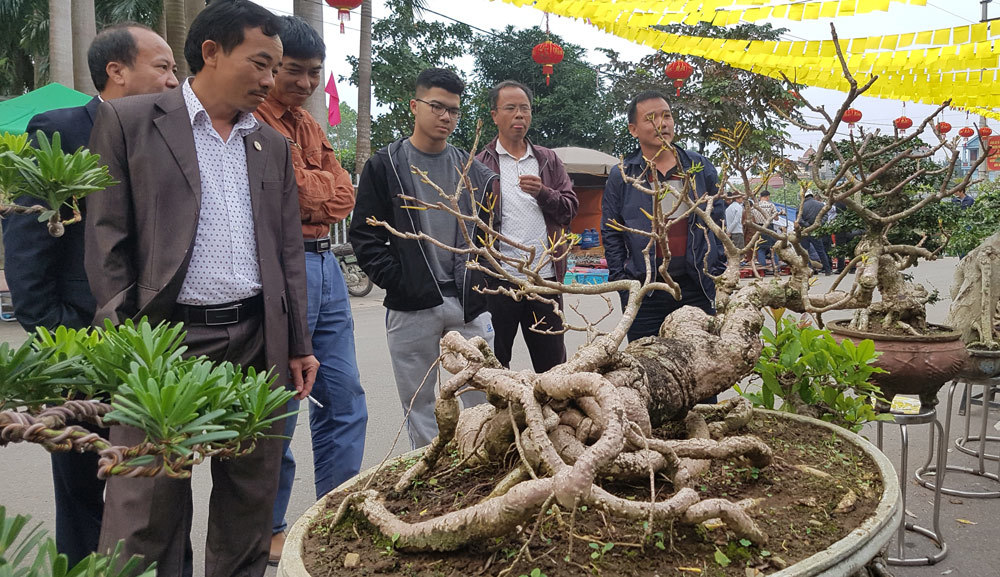 Cây cảnh có bộ rễ 'quái vật': Trông như củi khô hét giá trăm triệu