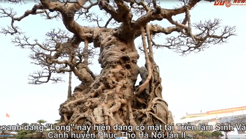 Cây sanh dáng 'Long' trăm tuổi trả giá triệu đô chưa bán