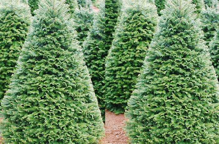 Noel chơi chất: Cây thông 5 mét nguyên gốc từ Đan Mạch về Việt Nam