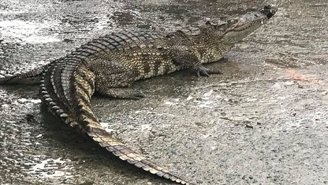 Cá sấu ngoe nguẩy đuôi bày bán giữa chợ ở Đà Nẵng