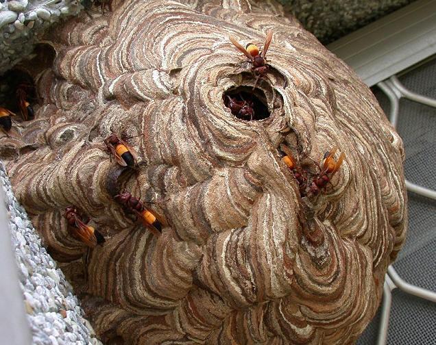 Tò mò nếm thử… ong vò vẽ cực 'độc' ở miền Tây