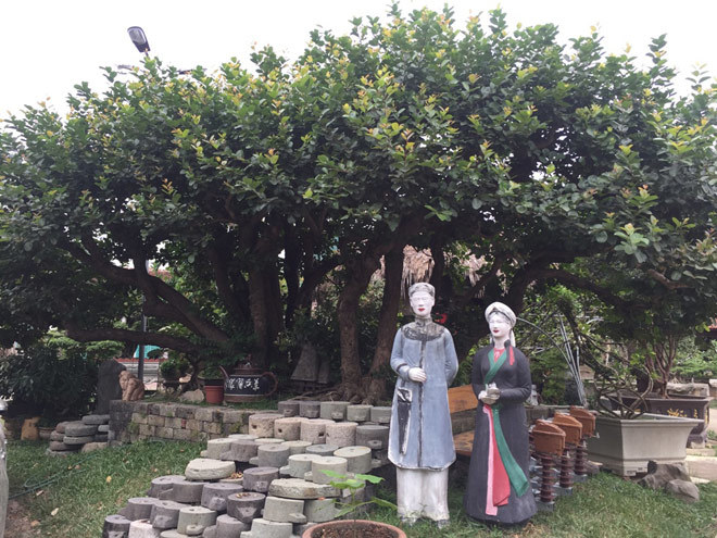 Ngắm cây trâm vối 500 năm tuổi có một không hai ở Việt Nam