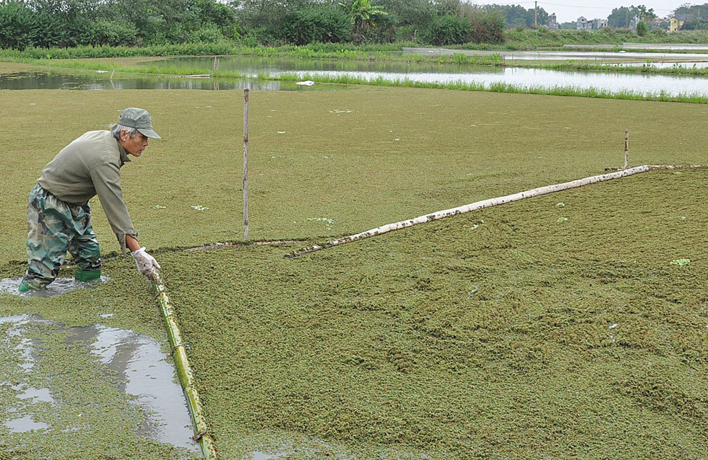 Thả bèo hoa dâu bán làm thuốc, thu nửa tỷ/năm