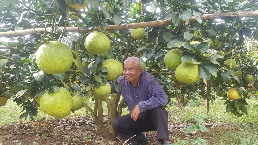 Chăm 1.000 gốc bưởi suốt 5 năm, lão nông Hòa Bình đón Tết 3 tỷ