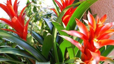 Ý nghĩa phong thủy ngày Tết của cây dứa cảnh nến đỏ