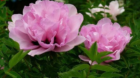 Ý nghĩa phong thủy của hoa mẫu đơn