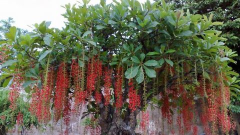 Ý nghĩa phong thủy của cây lộc vừng