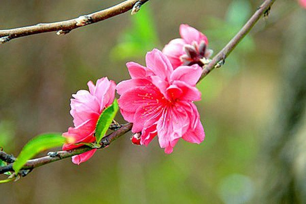 Lịch nghỉ Tết 2018 có thể kéo dài 7 ngày