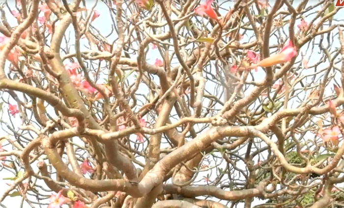 Chiêm ngưỡng cây hoa sứ cổ trăm năm tuổi đẹp hiếm có khó tìm