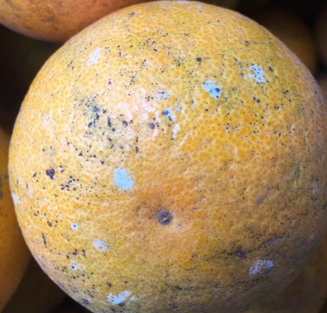 Đốm xanh như mốc trên vỏ cam có phải do tiêm hóa chất độc hại?