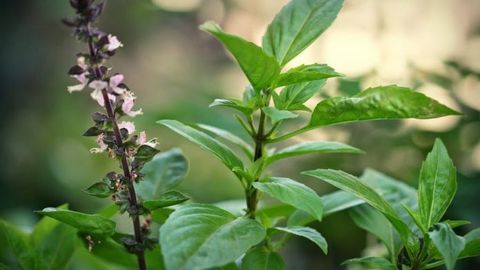 Ý nghĩa phong thủy và cách trồng cây húng quế hút tài lộc