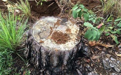 Bắt chủ tịch xã ký xác nhận cho doanh nghiệp phá rừng