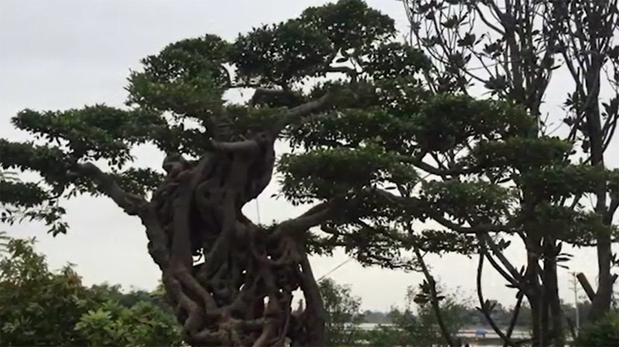 Cây si dáng chữ S từng được trả giá 4 tỷ đẹp cỡ nào?