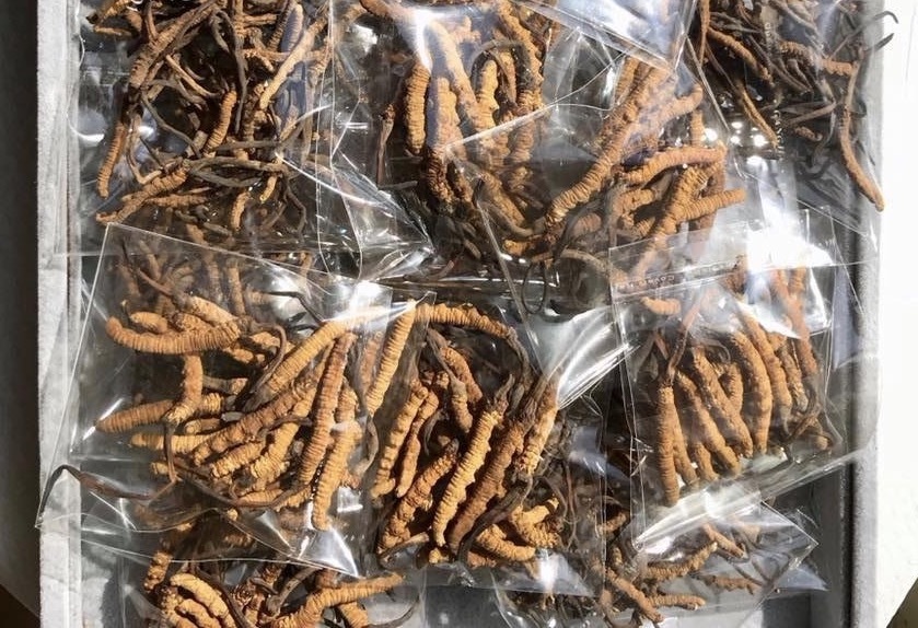 Sâu cỏ Tây Tạng 2,2 tỷ/kg: Gói quà Tết đắt ngang căn hộ