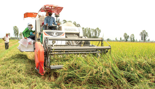 Thí điểm mô hình liên kết DN - HTX - hộ nông dân