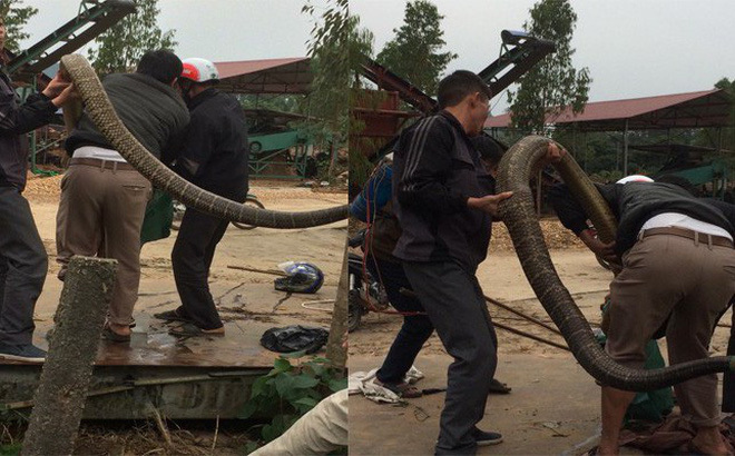 Bắt được rắn hổ mang chúa khổng lồ to như trăn