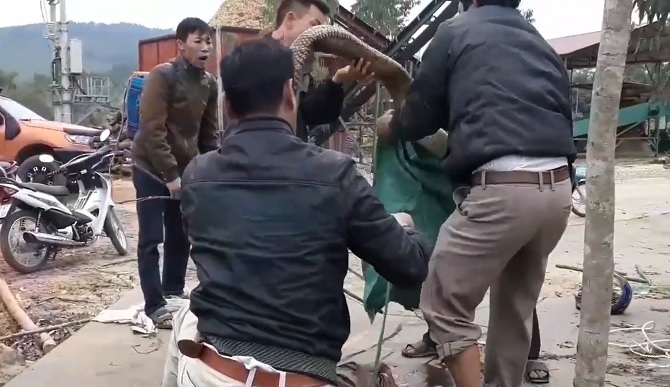 Cận cảnh quá trình bắt rắn to khổng lồ đầy ghê rợn