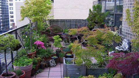 Bí quyết phong thủy khi trồng cây trên sân thượng