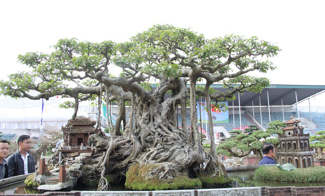 Cây sanh cổ 100 tuổi giá 10 tỷ của đại gia Hà Nội