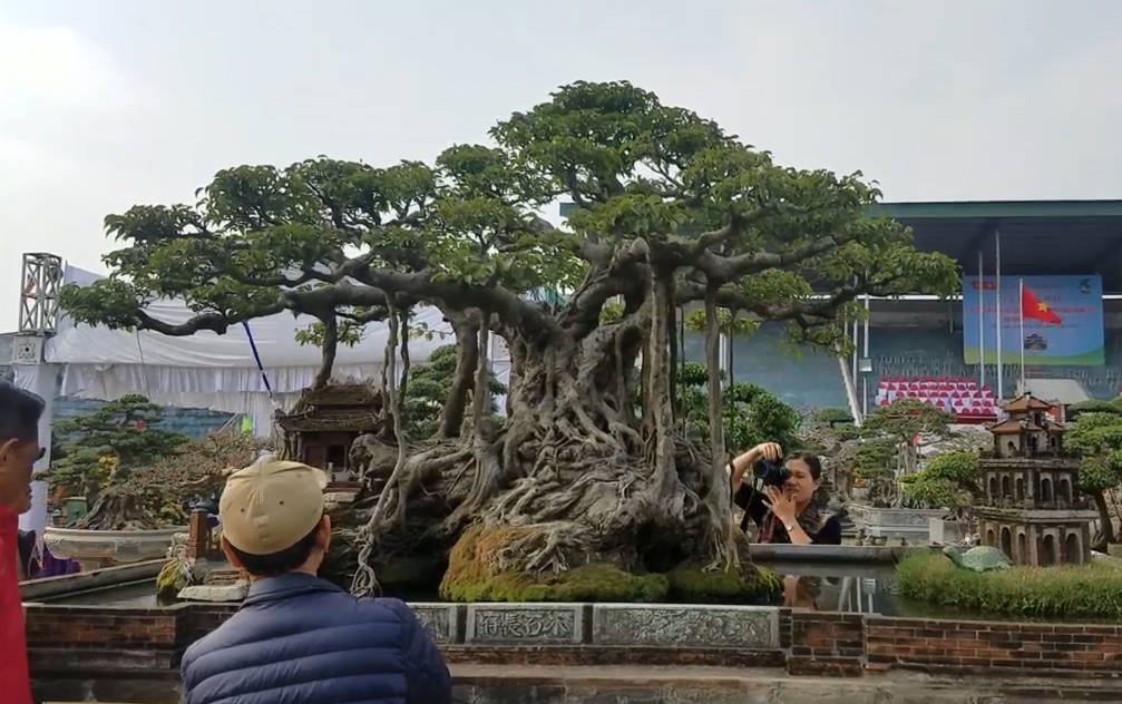 Đại gia Hà Nội đổi 10 cây vàng mua cây sanh cổ đẹp hiếm có